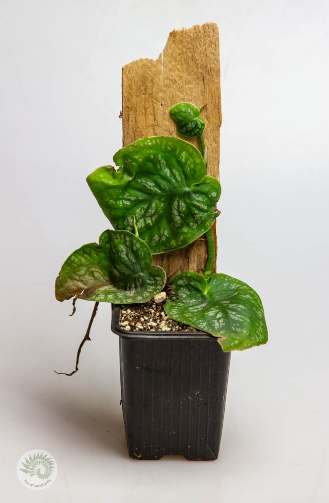 Monstera dubia на тотеме