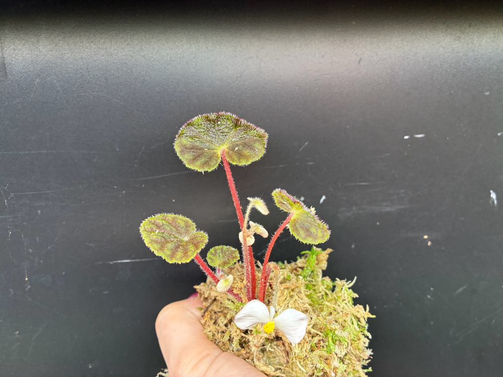 Begonia sp