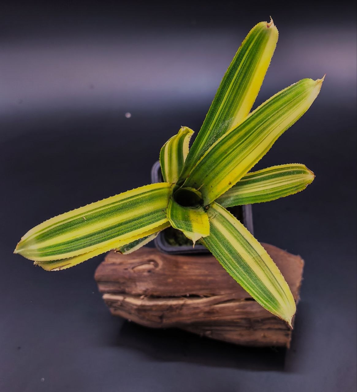 Neoregelia sp var 2