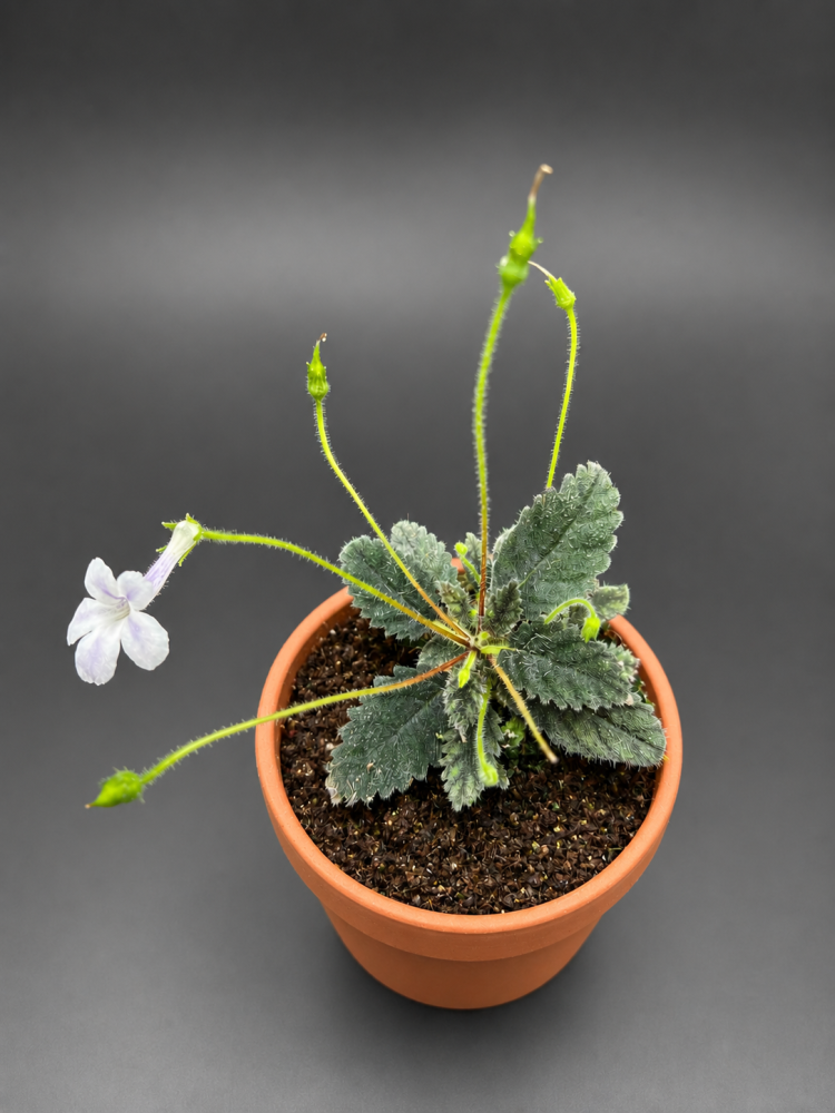 Sinningia muscicola