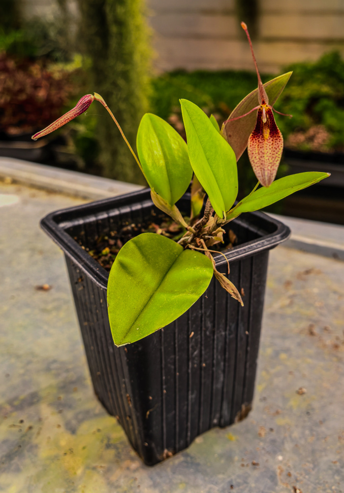 Restrepia dodsonii