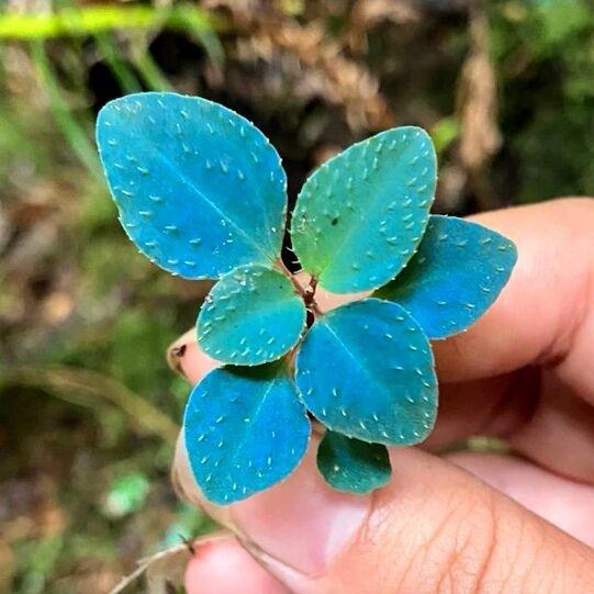 sarcopyramis parvifolia (sp blue)