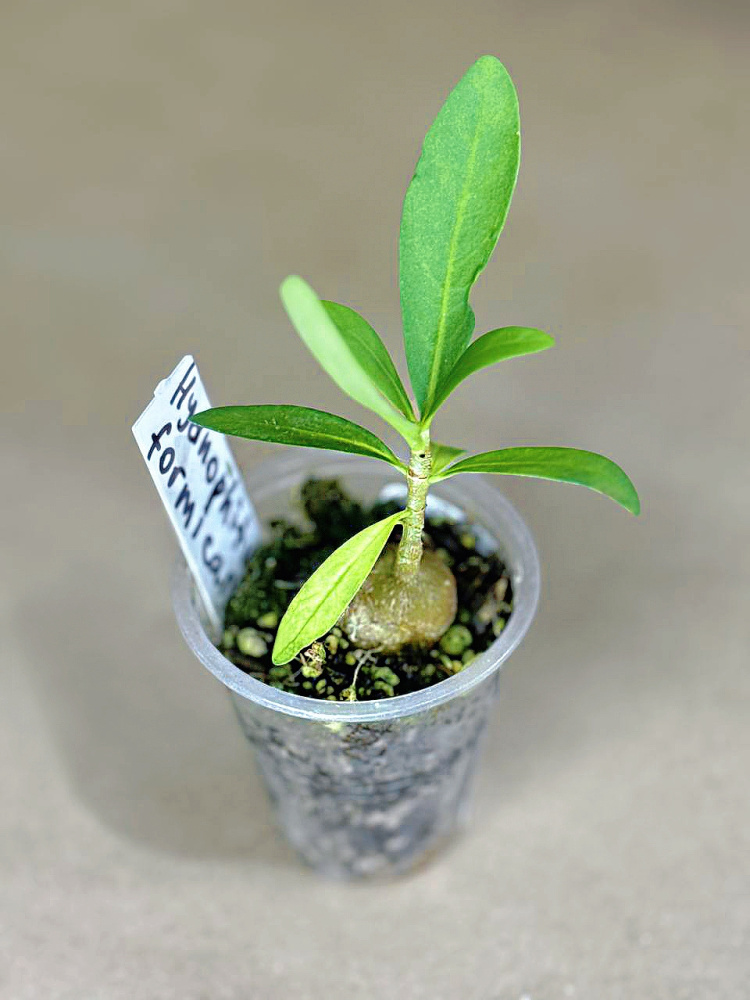 Hydnophytum formicarum д5