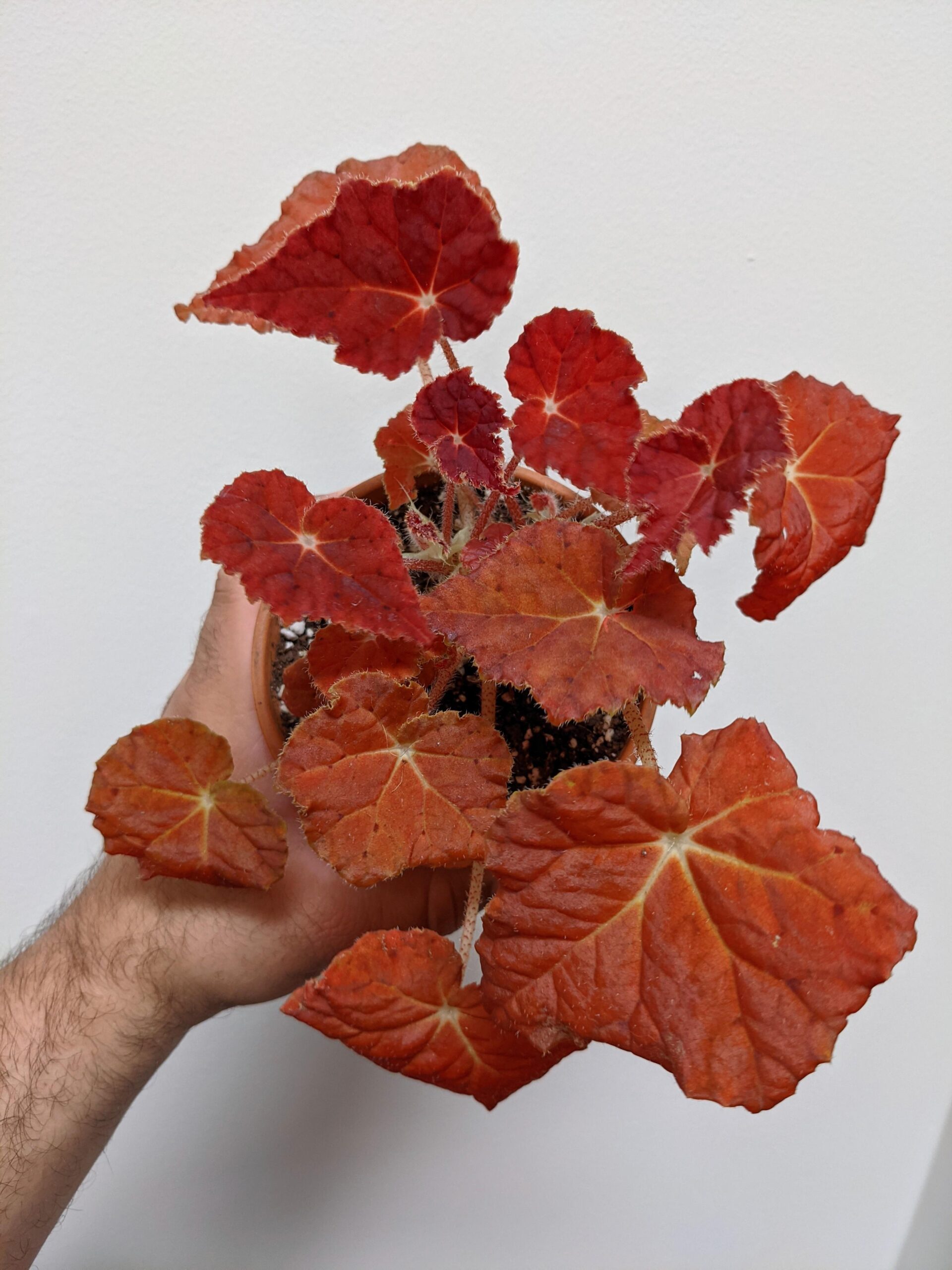 Begonia autumn ember