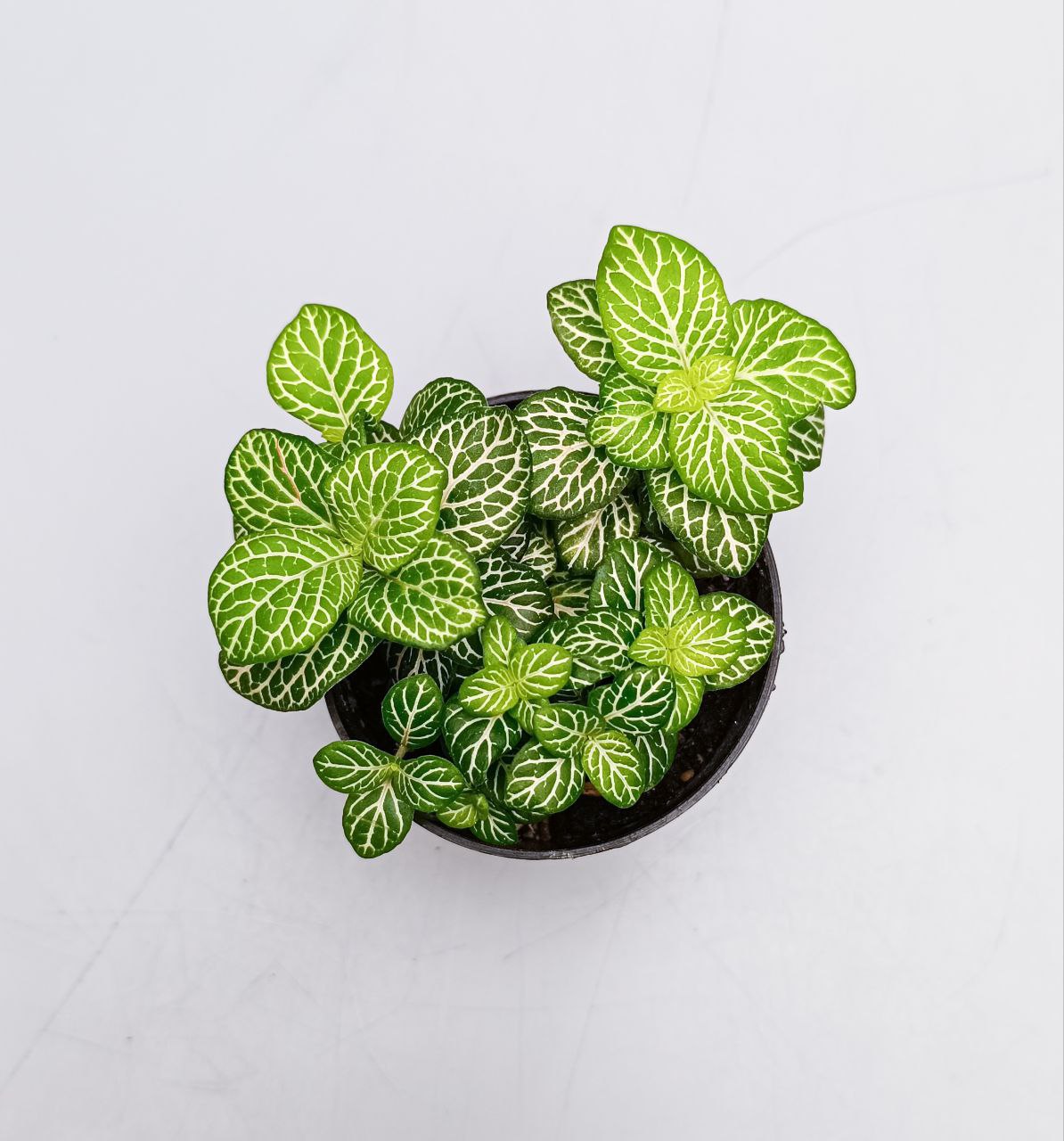 Fittonia agryroneura green (фиттония зеленая), d9
