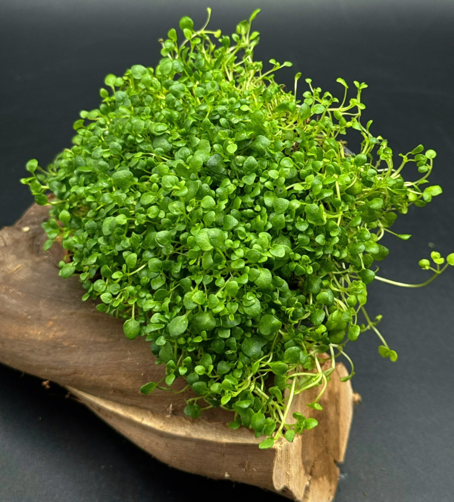 Mentha requienii (мята корсиканская)