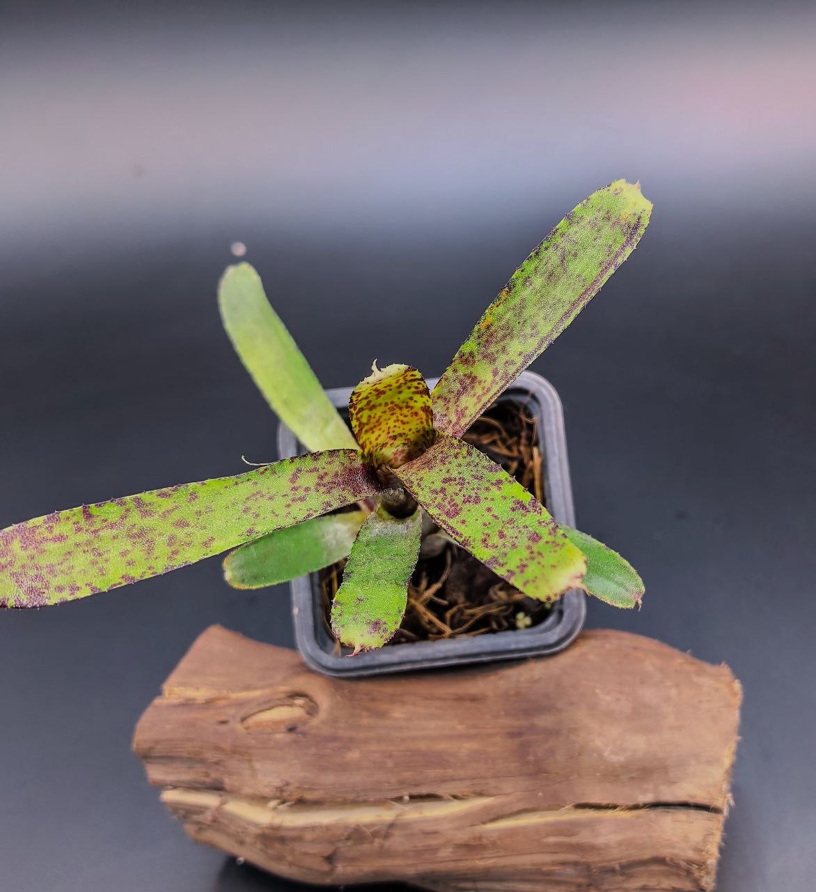 Neoregelia ampullacea hybrid mini