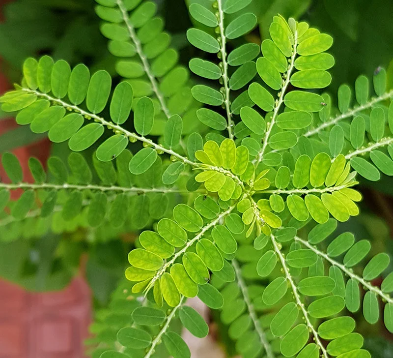 Phyllanthus sp (Филлантус sp овальный лист) d 12