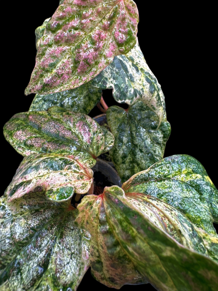 Piper Sylvaticum Variegata