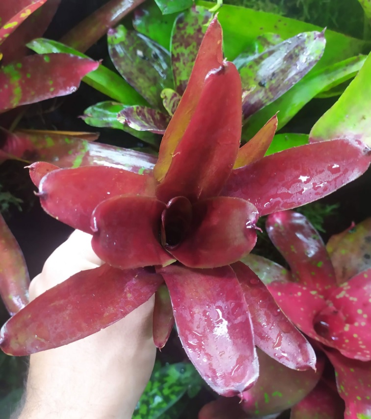 Neoregelia xantipa Hybrid