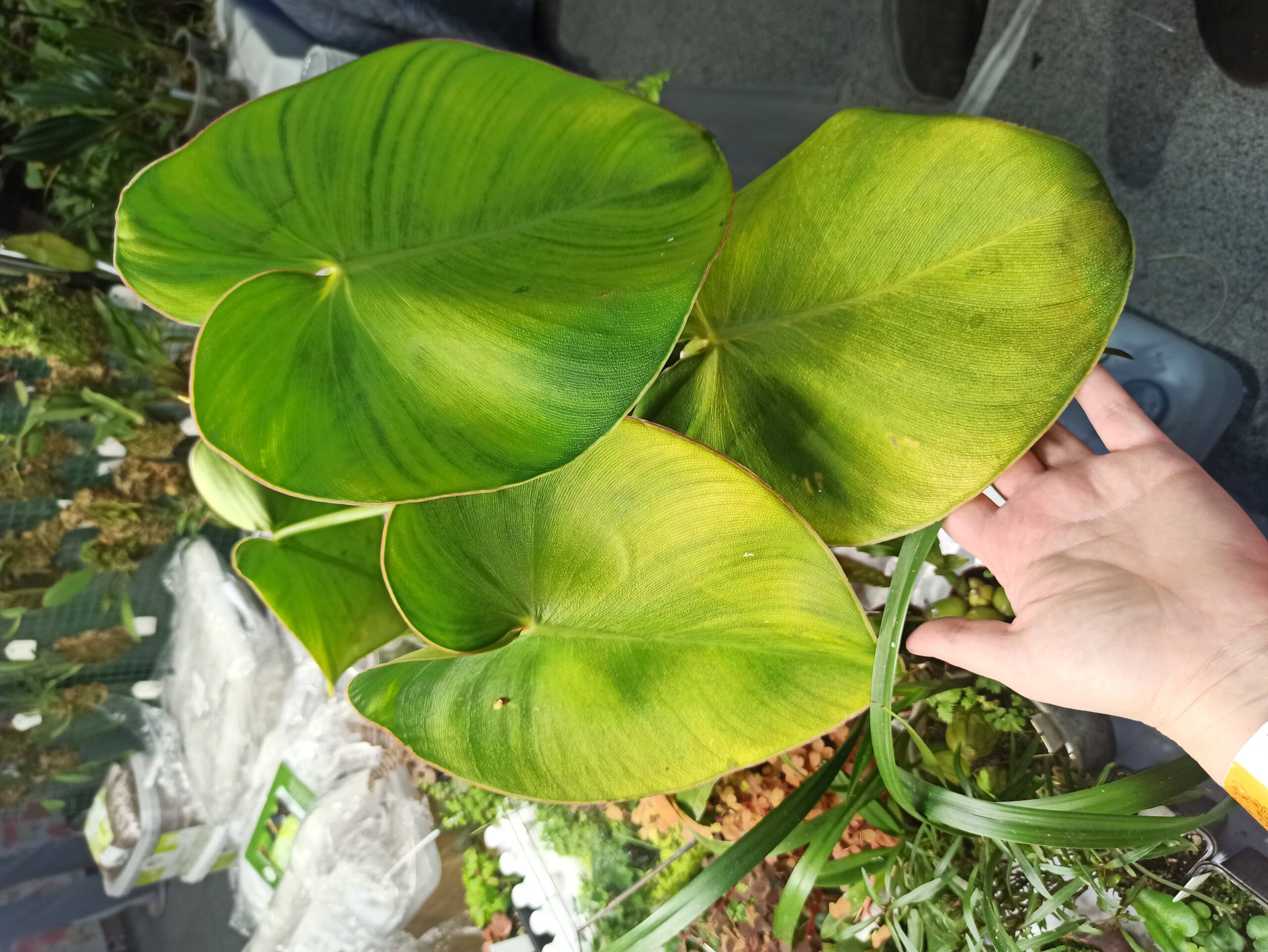 Philodendron rugosum