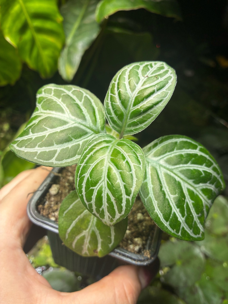 Chamaeranthemum venosum