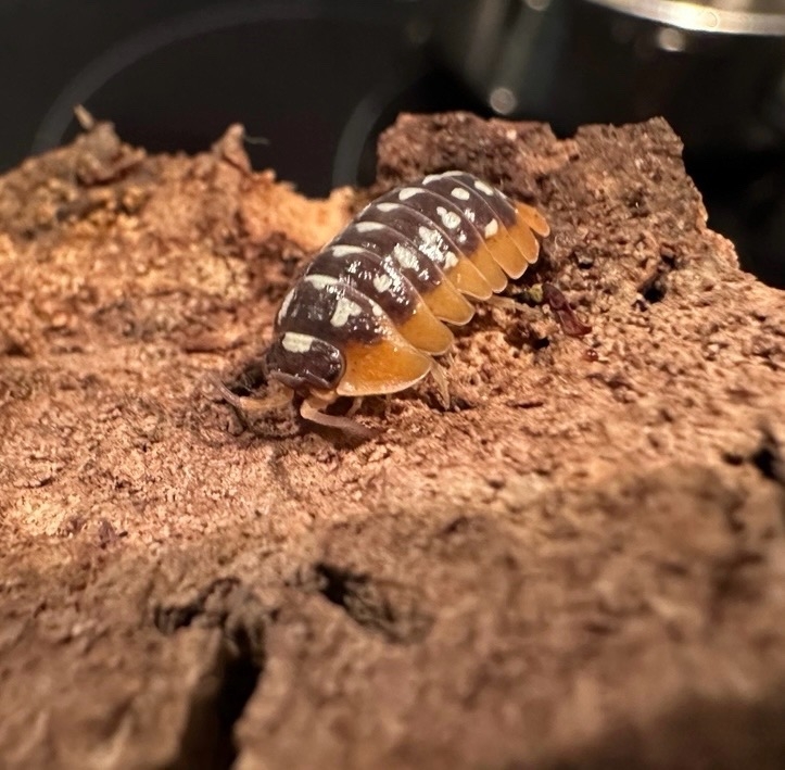 Мокрицы (armadillidium werneri), 10 штук