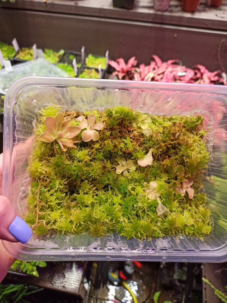 Pinguicula Tina