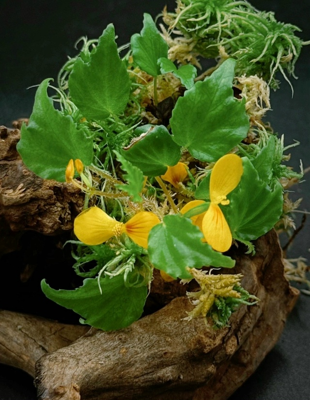 Begonia prismatocarpa