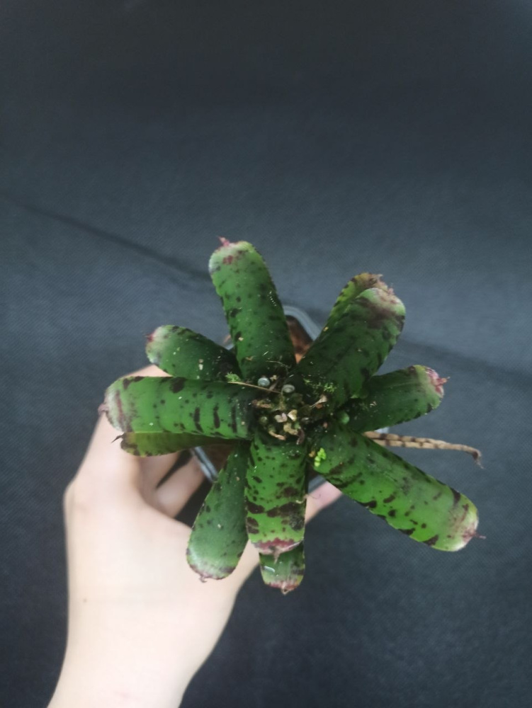 Neoregelia sp mystery