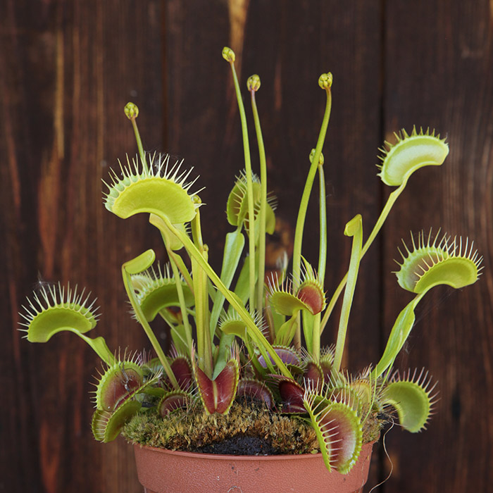Dionaea muscipula 'darwin'