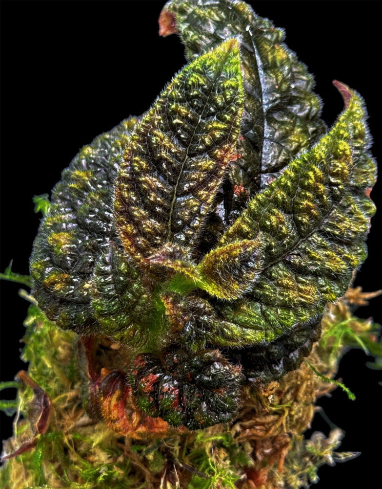 Columnea purpureovittata