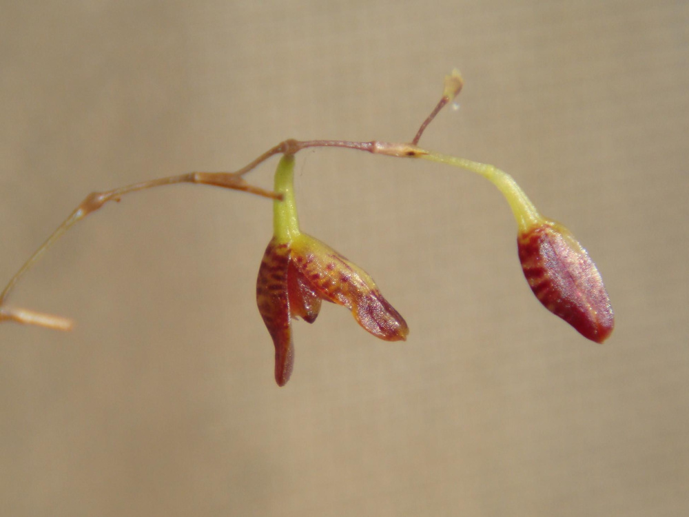 Pleurothallis arcuata