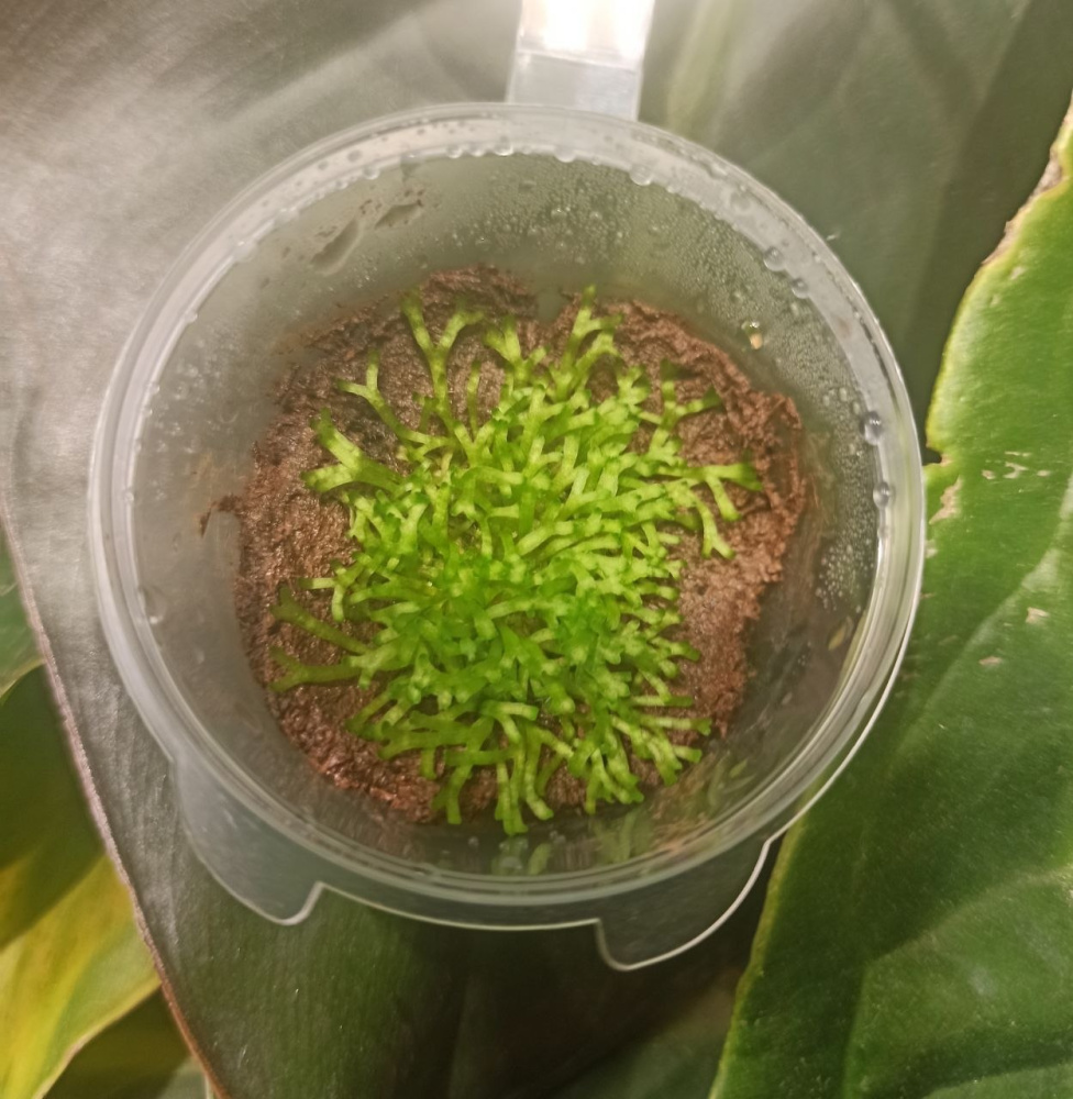 Мох Riccia fluitans