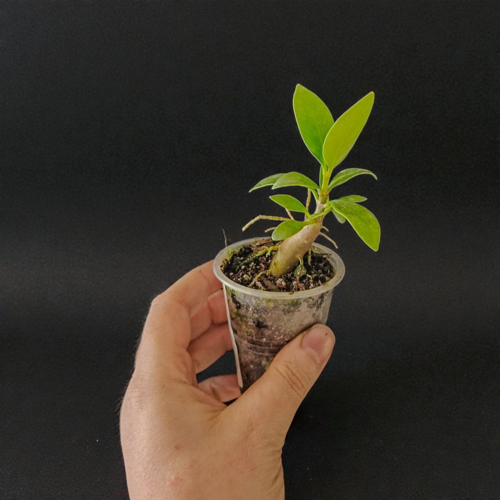 Hydnophytum papuanum д7