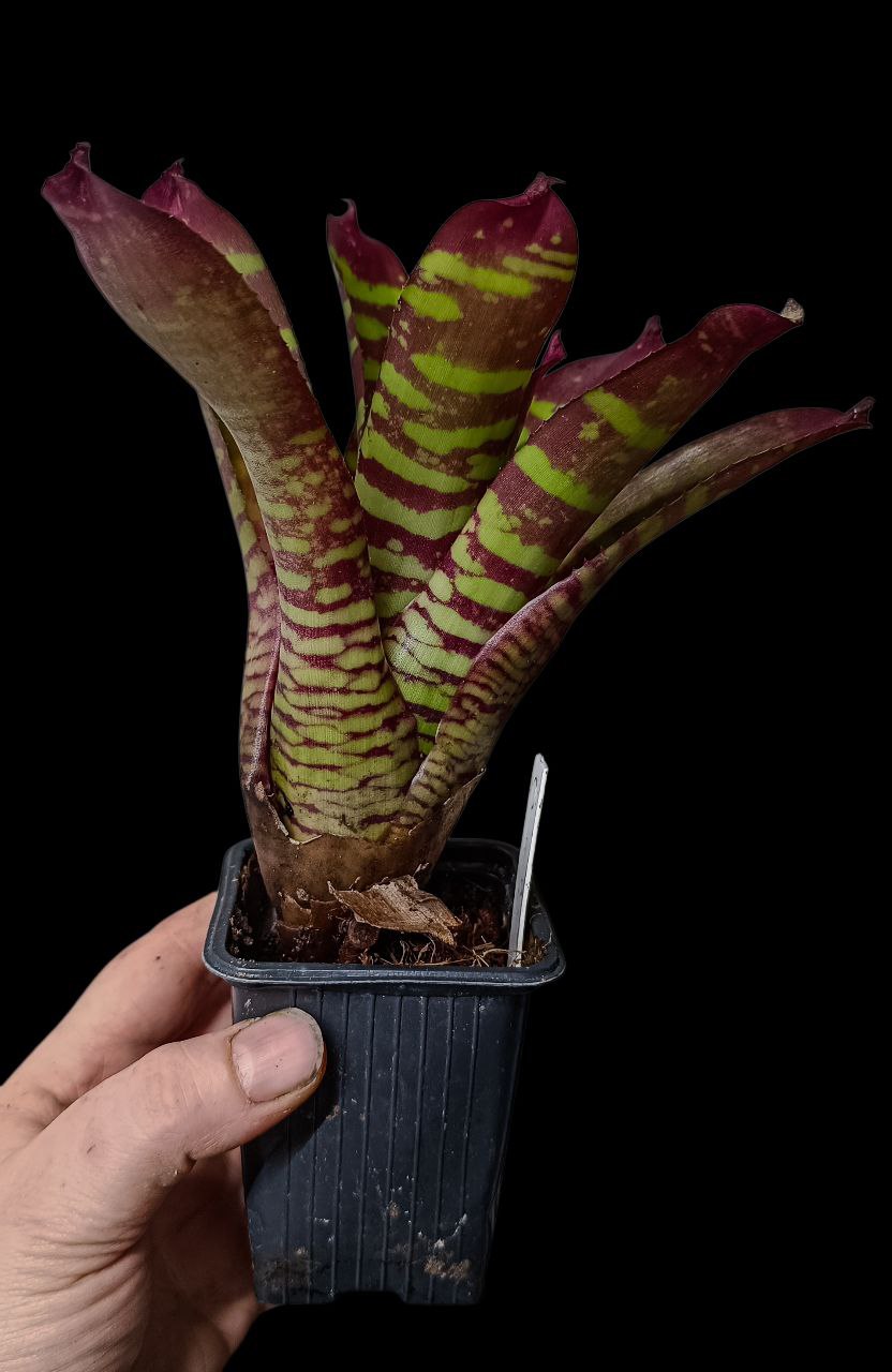 Neoregelia child phoenix