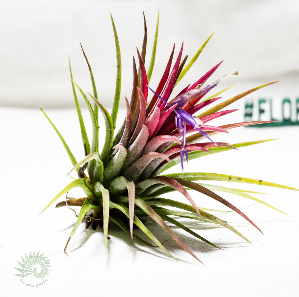 Tillandsia ionantha ionantha XL