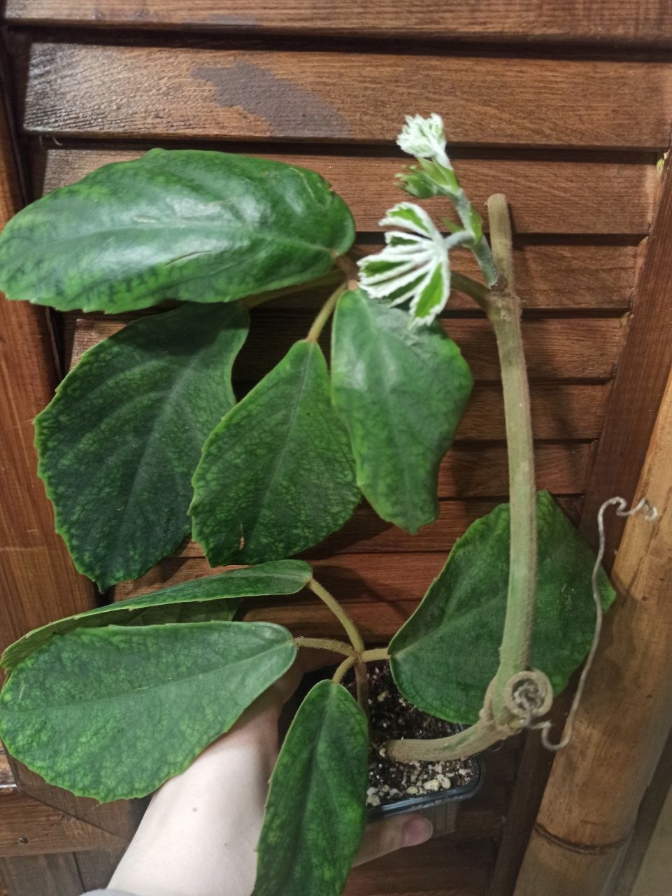 Tetrastigma voinierianum