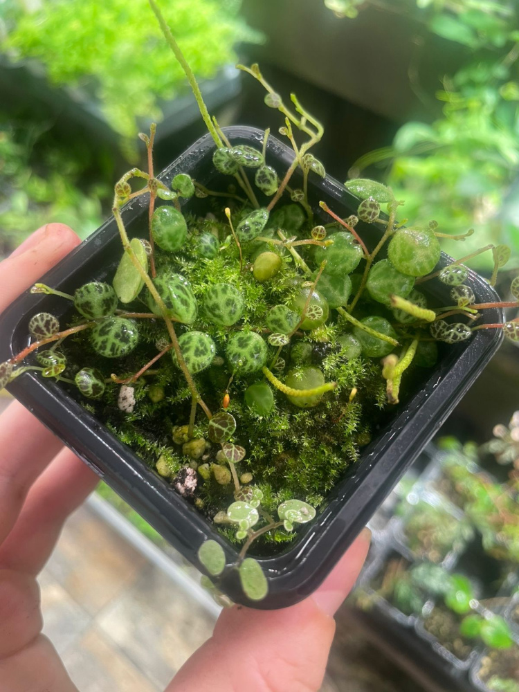 Peperomia prostrata d7