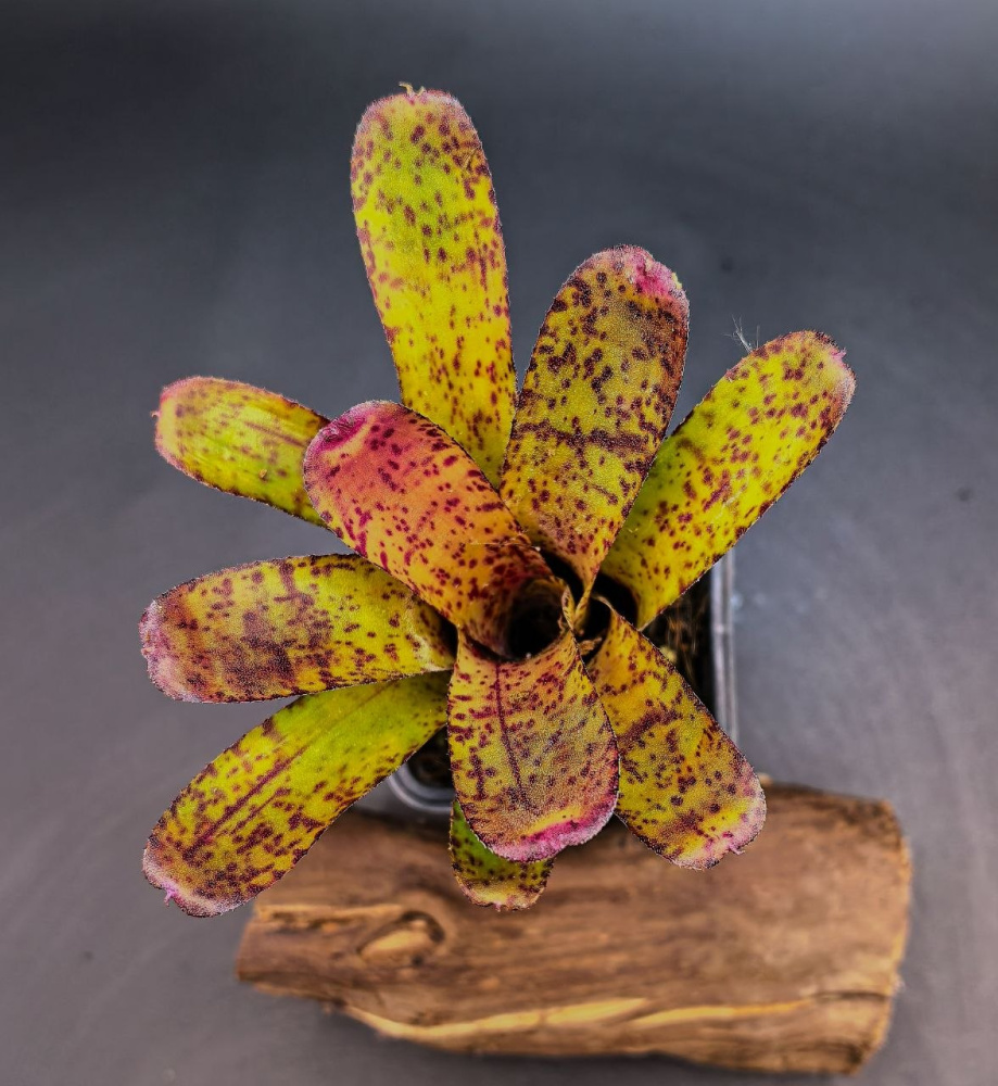 Neoregelia purple hybrid