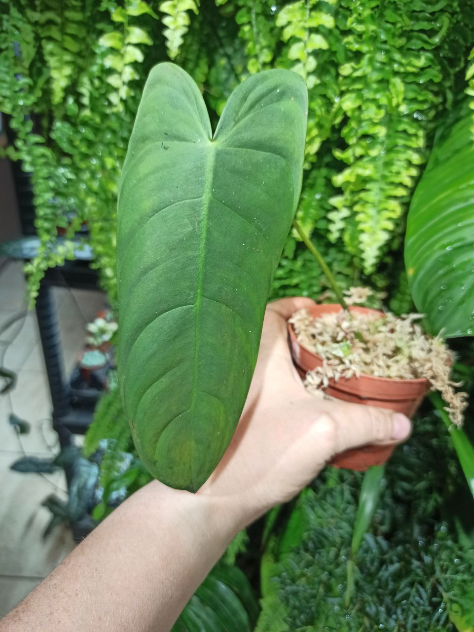 Philodendron sharoniae