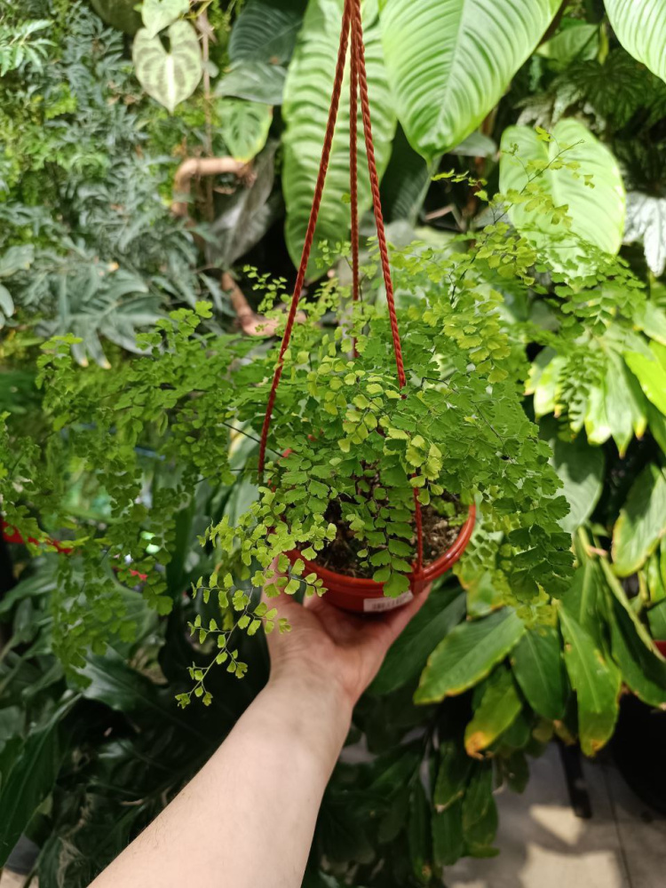 Adiantum raddianum (адиантум дельтавидный) д 16