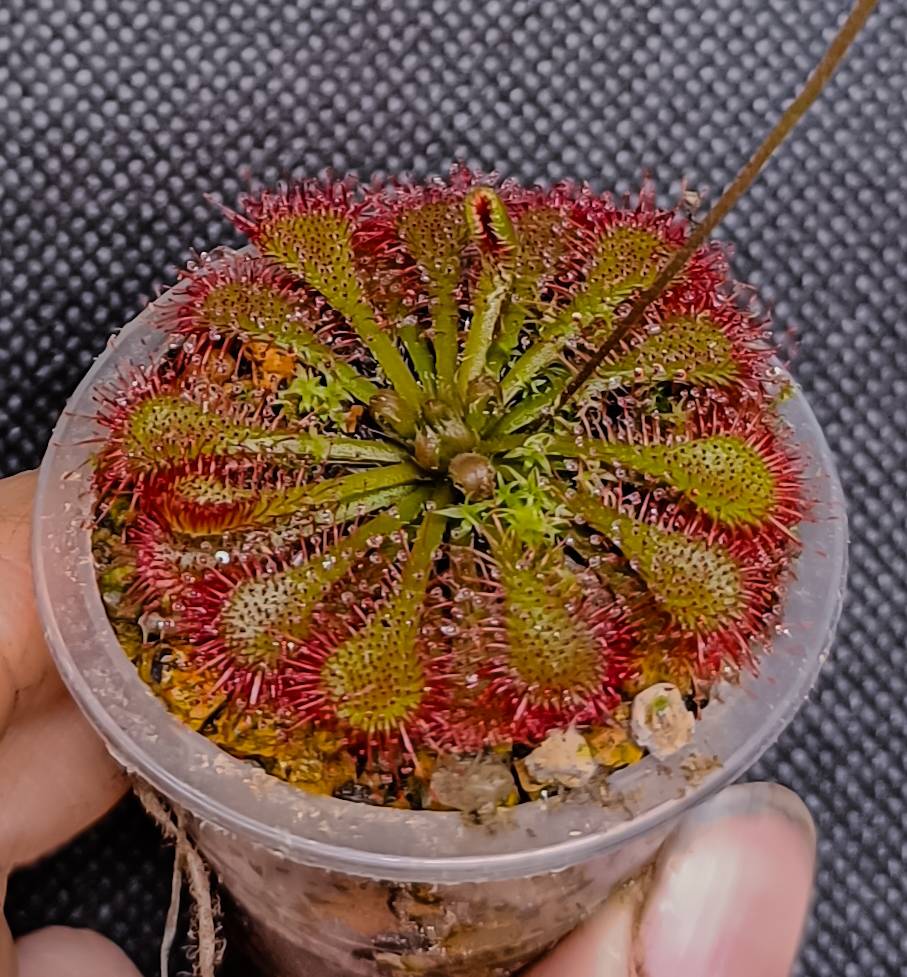 Drosera spatulata D5, взрослое растение