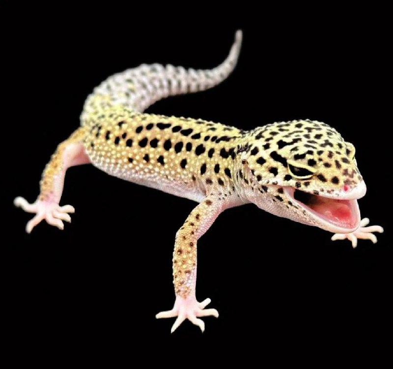 Eublepharis macularius (Пятнистый эублефар)