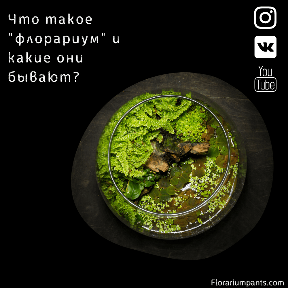 Что такое флорариум и какие они бывают?