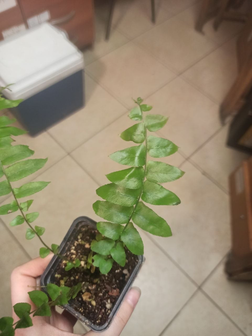 Nephrolepis biserrata 'Macho'