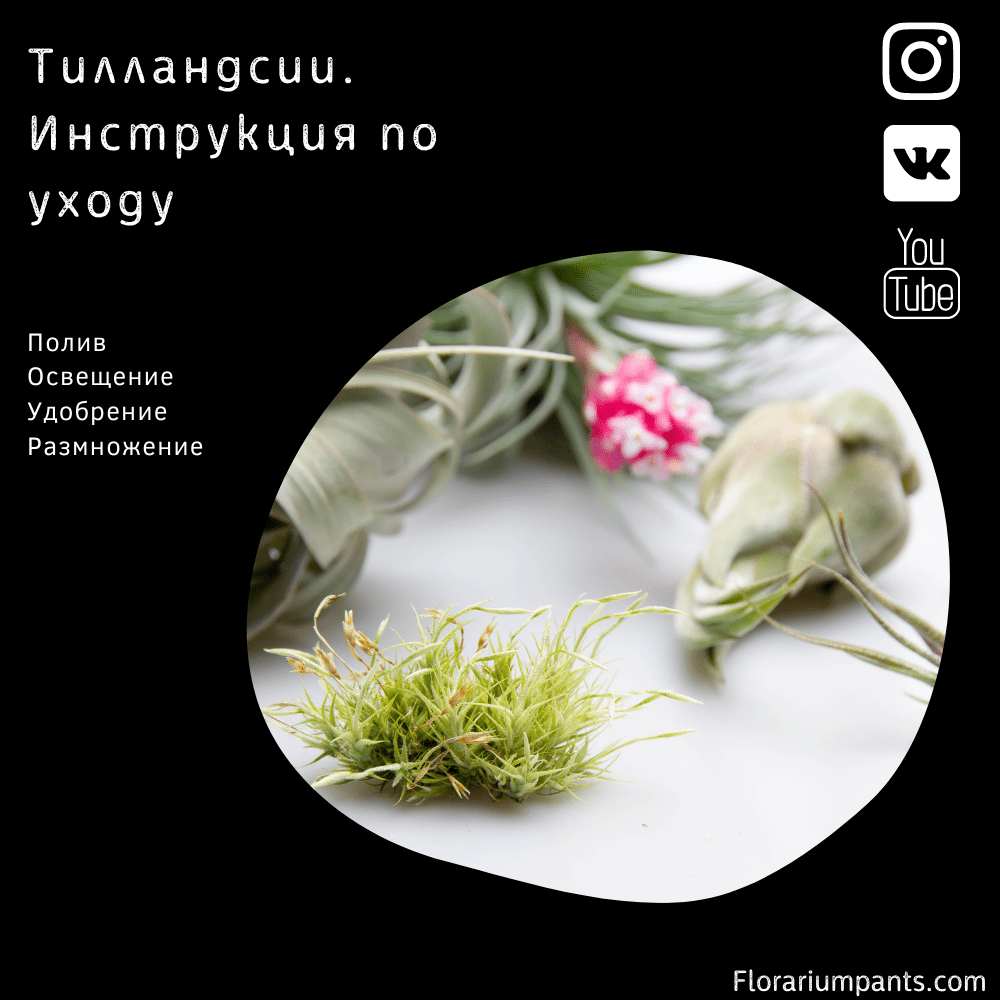 Тилландсии. Инструкция по уходу