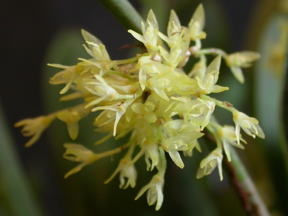 Pleurothallis obovata