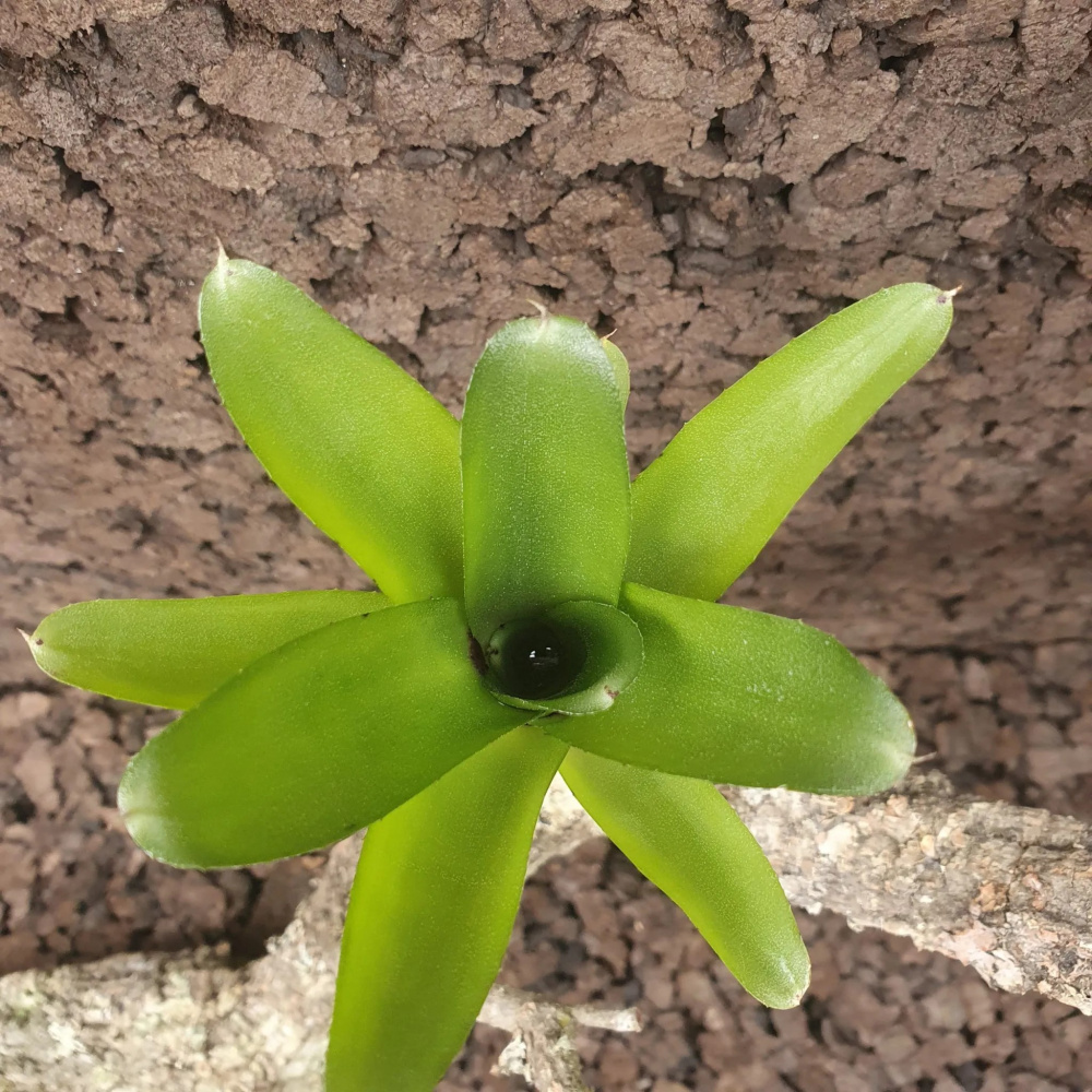 Neoregelia amarilis