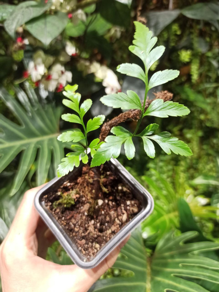 Davallia sp var.2