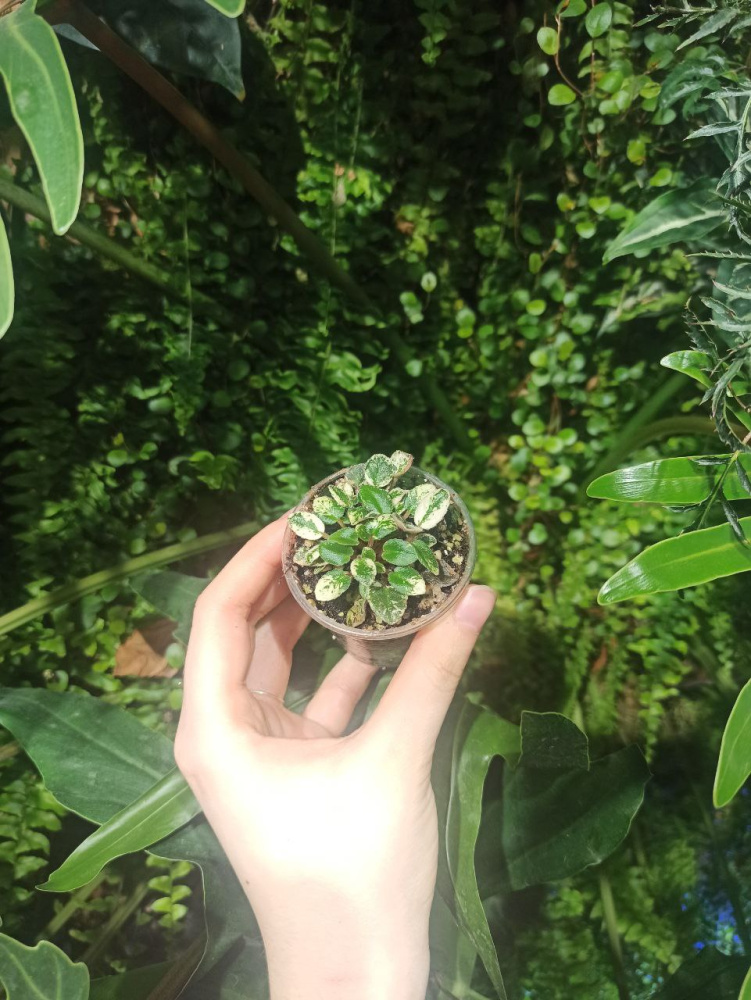 Saintpaulia sp variegata