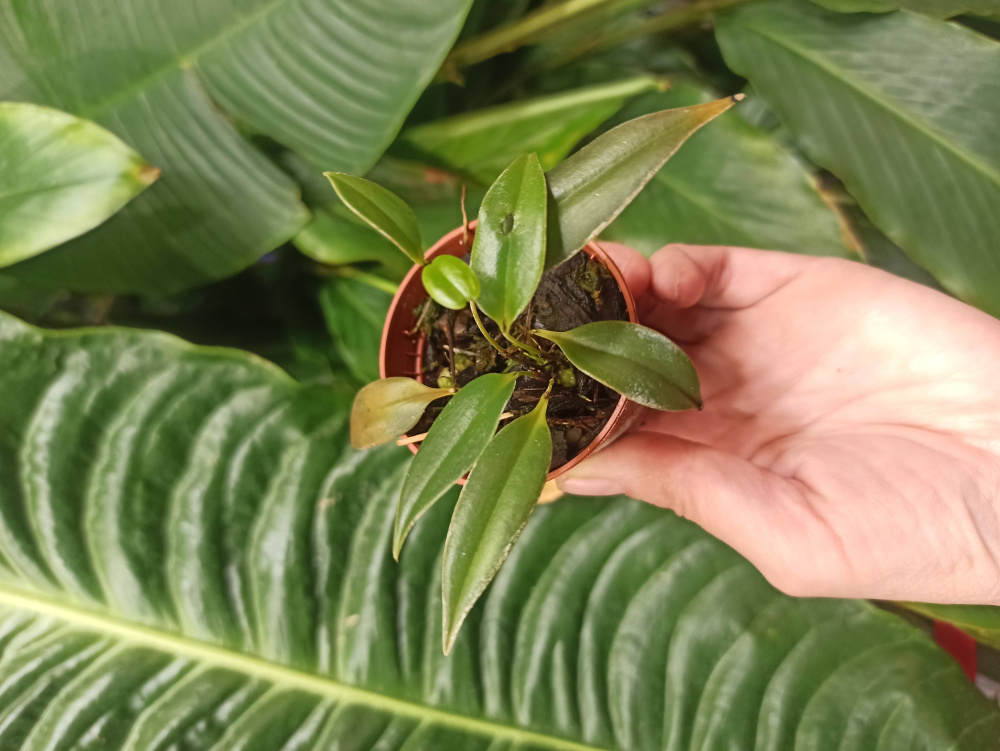 Pleurothallis sp