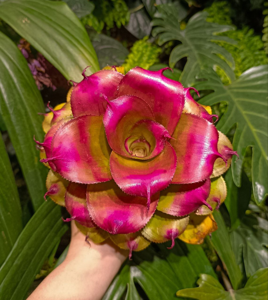 Neoregelia tamu tami M