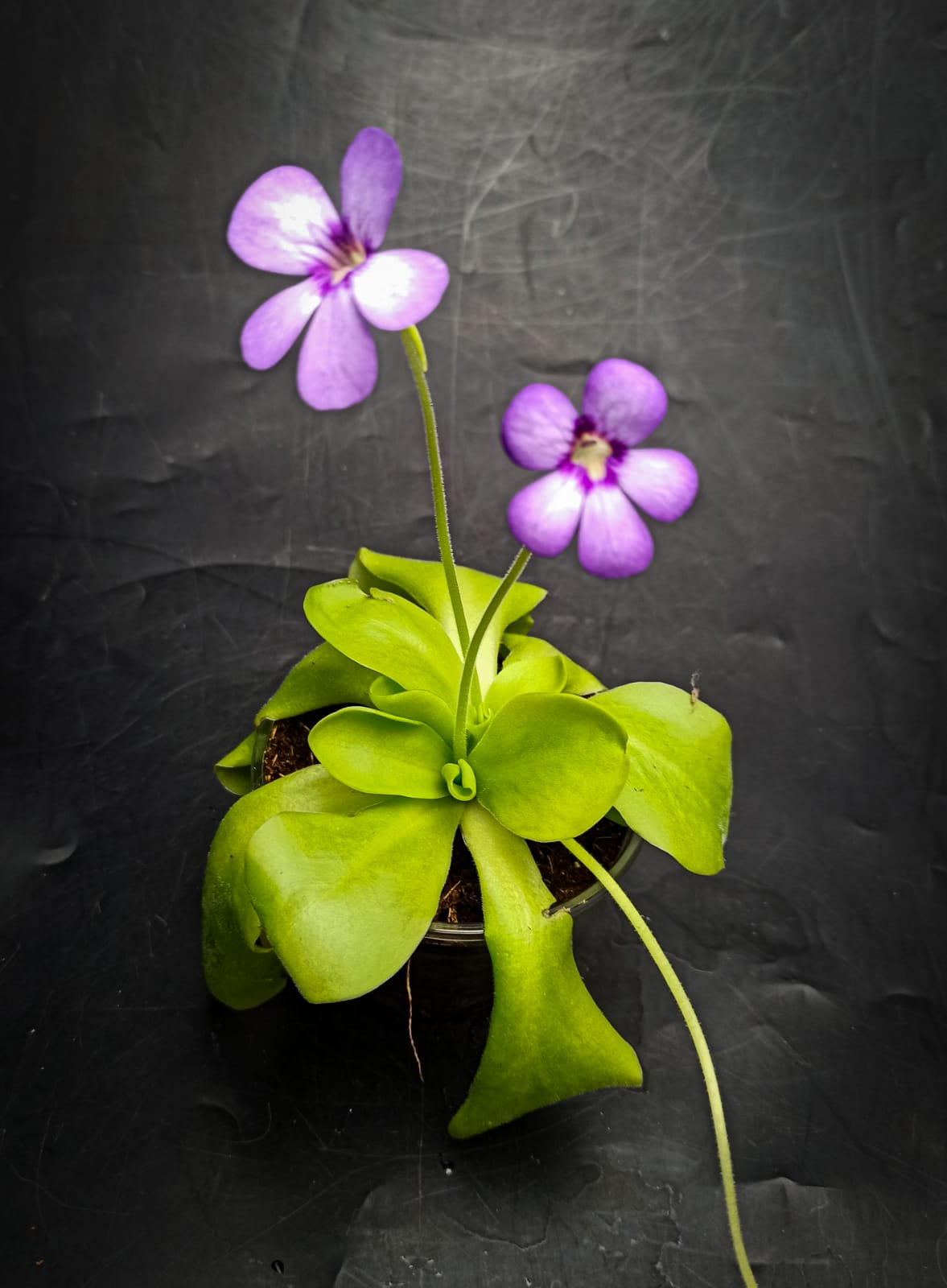 Pinguicula tina d5, детка