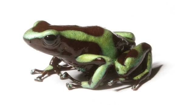 dendrobates-auratus