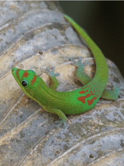 Phelsuma Laticauda (Широкохвостая фельзума)