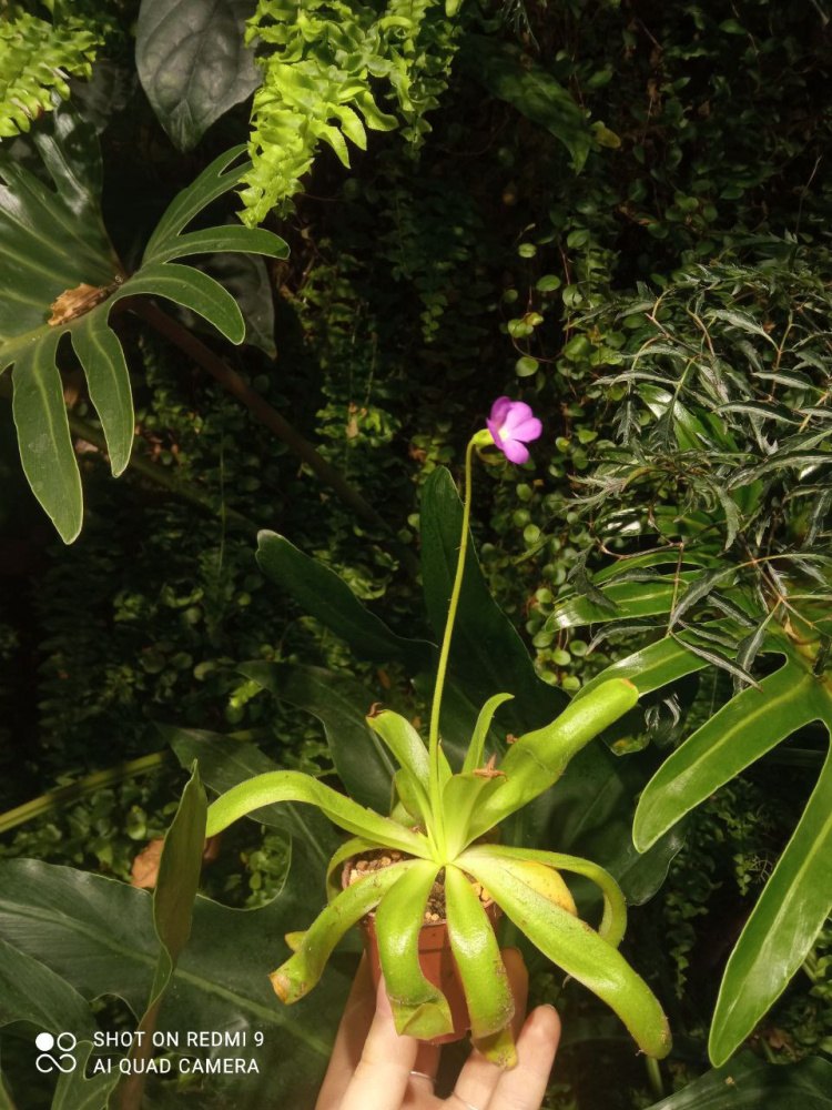 Pinguicula moctezumae x rectifolia