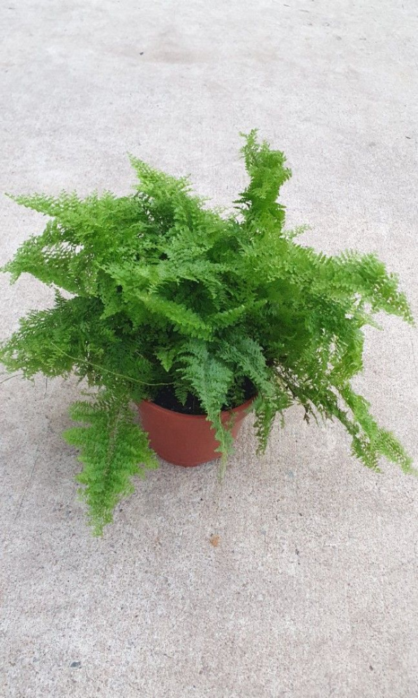 Nephrolepis exaltata marisa L