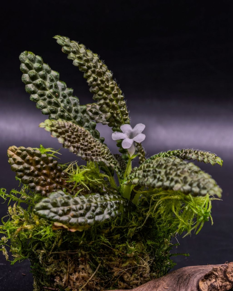Nautilocalyx pemphidius