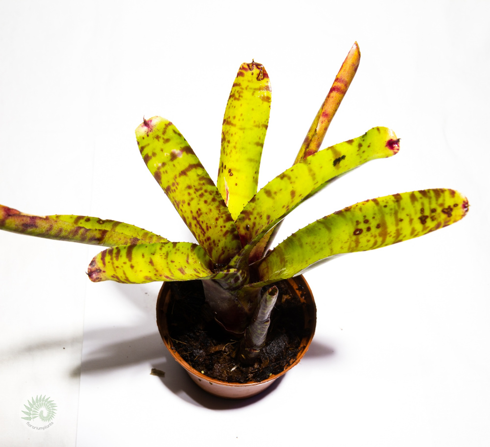 Neoregelia ampullacea S